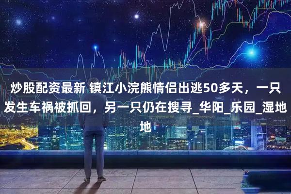 炒股配资最新 镇江小浣熊情侣出逃50多天，一只发生车祸被抓回，另一只仍在搜寻_华阳_乐园_湿地